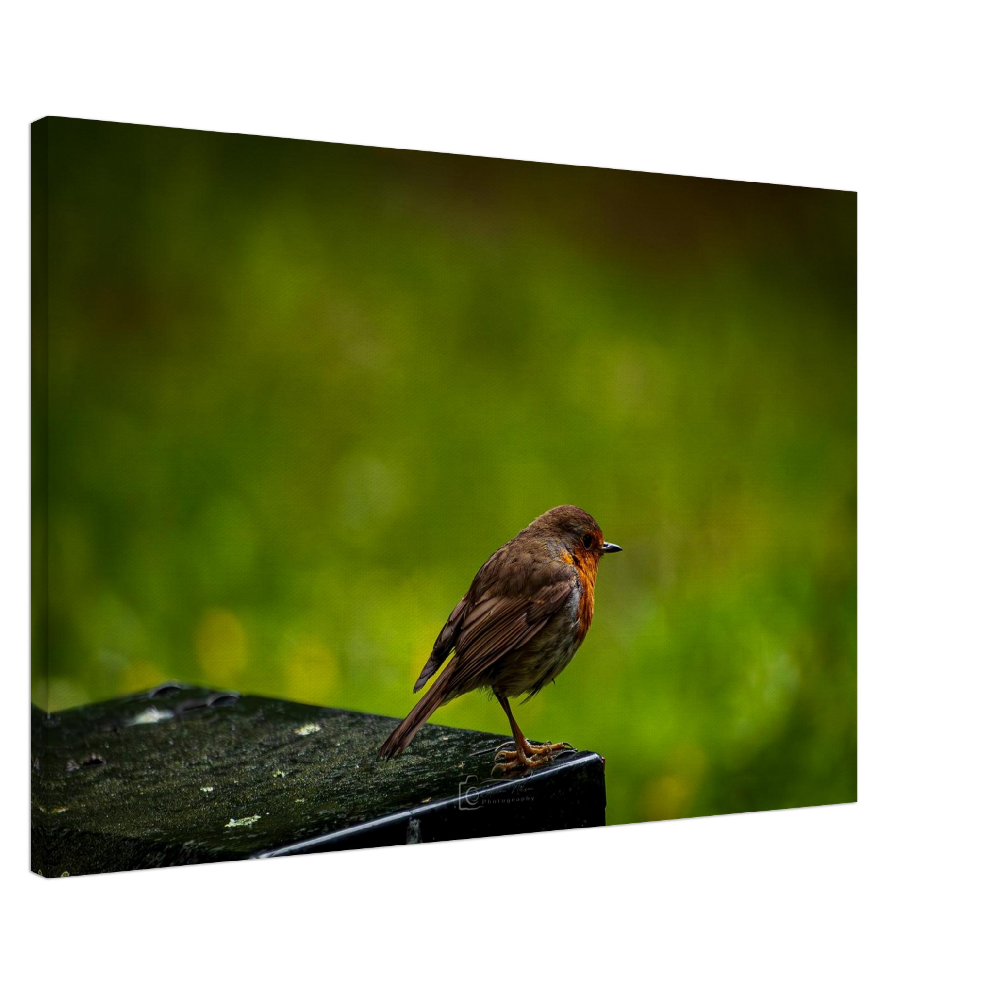 Robin Red Breast Watches The World