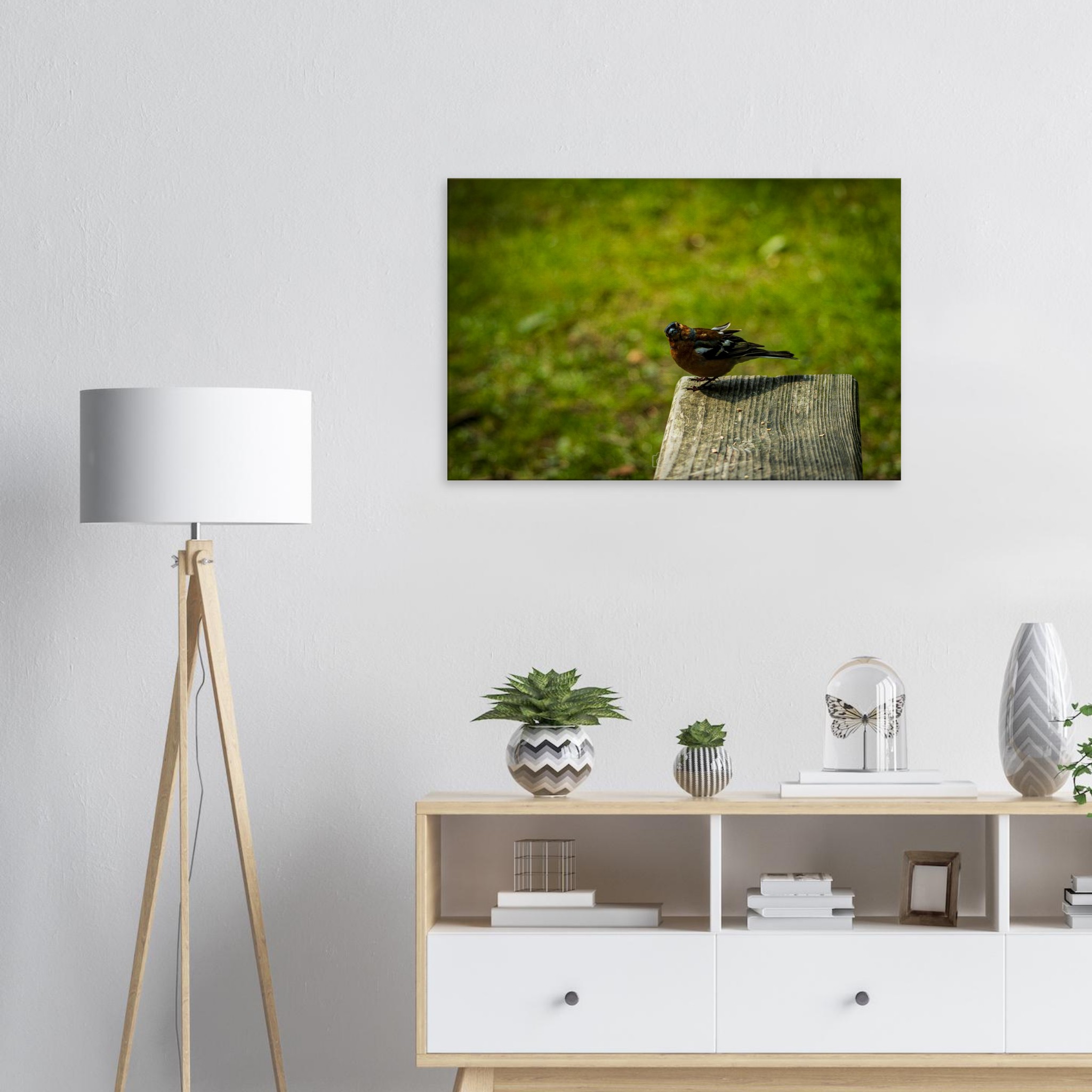 Charming Common Chaffinch