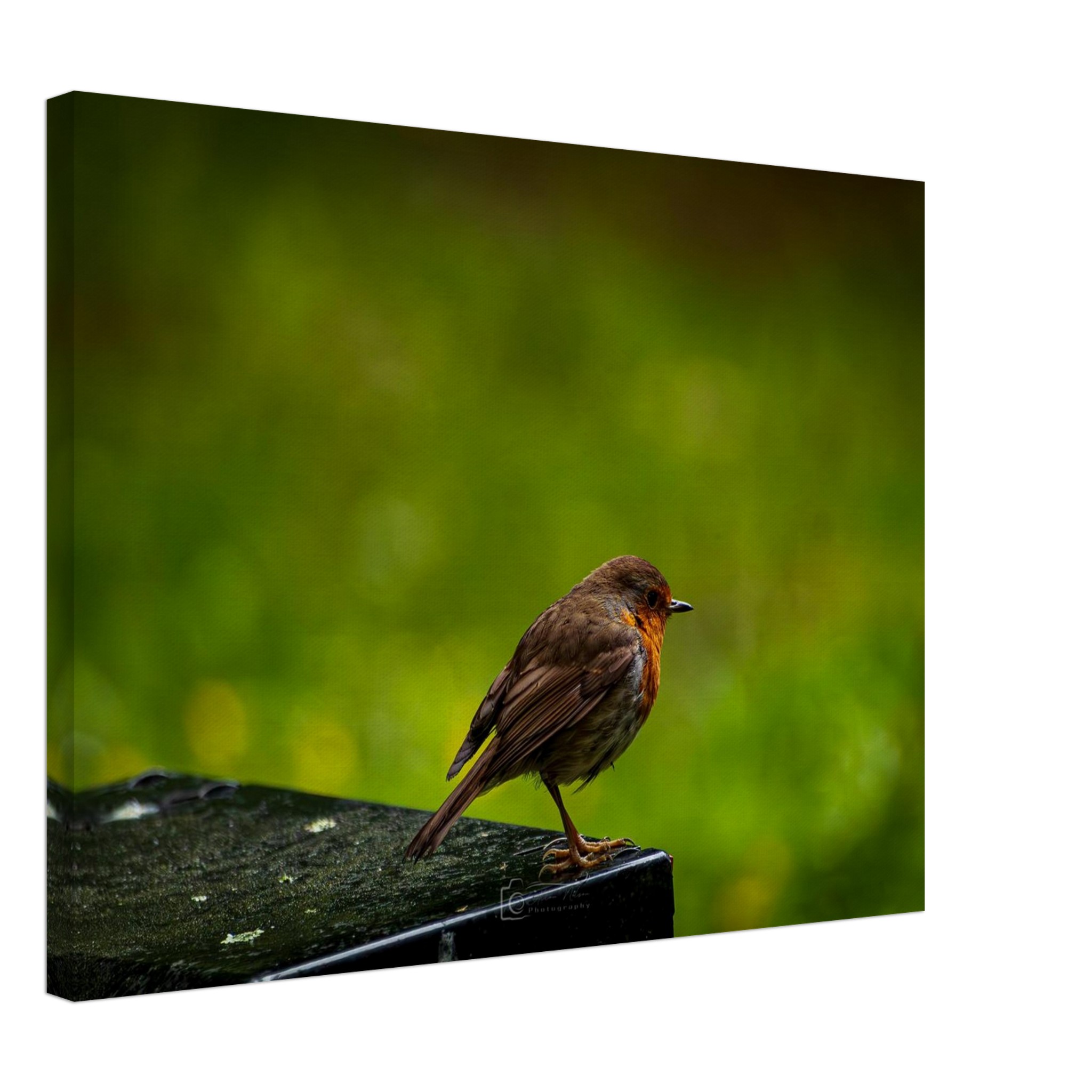 Robin Red Breast Watches The World