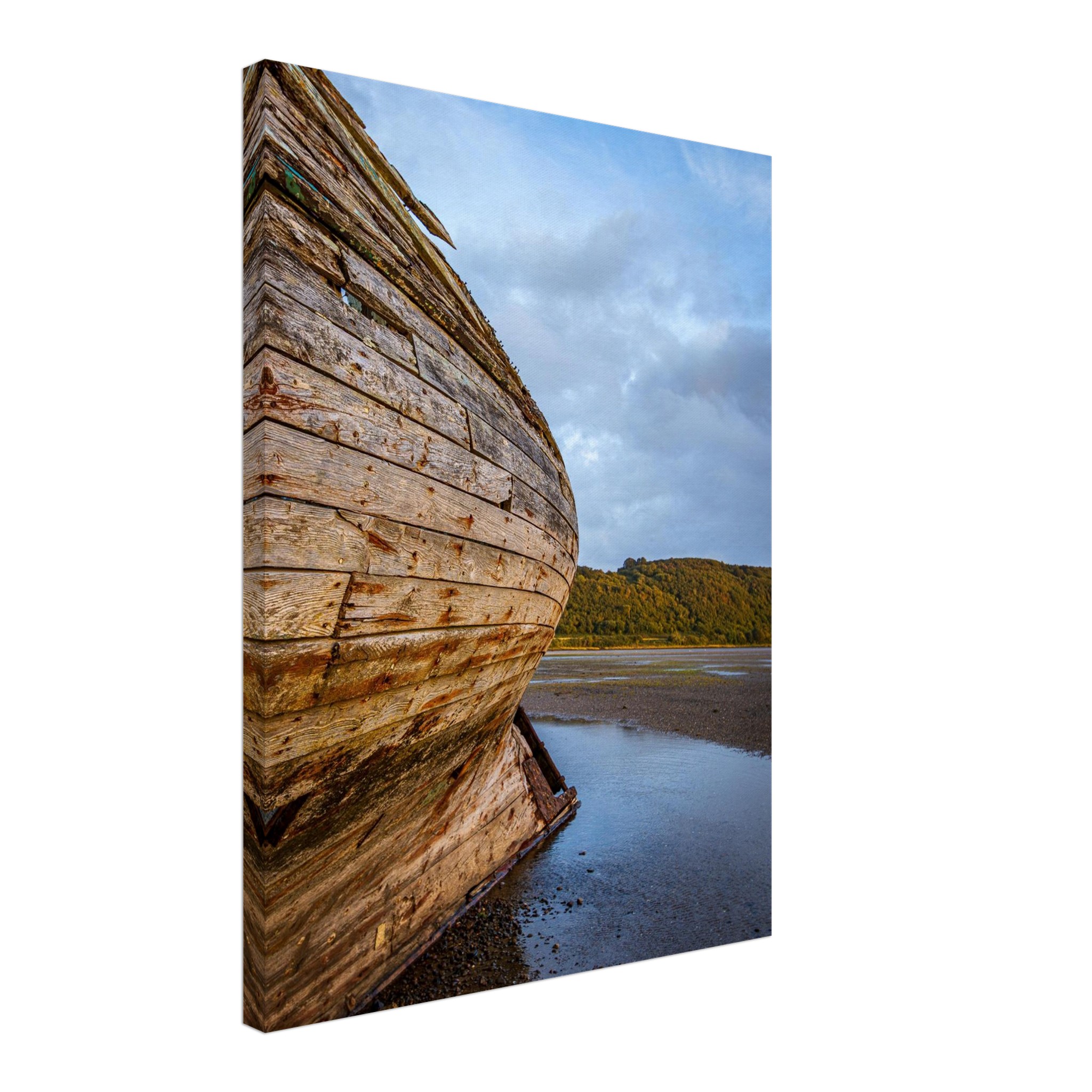 Manx Rose Screams Land Ahoy...