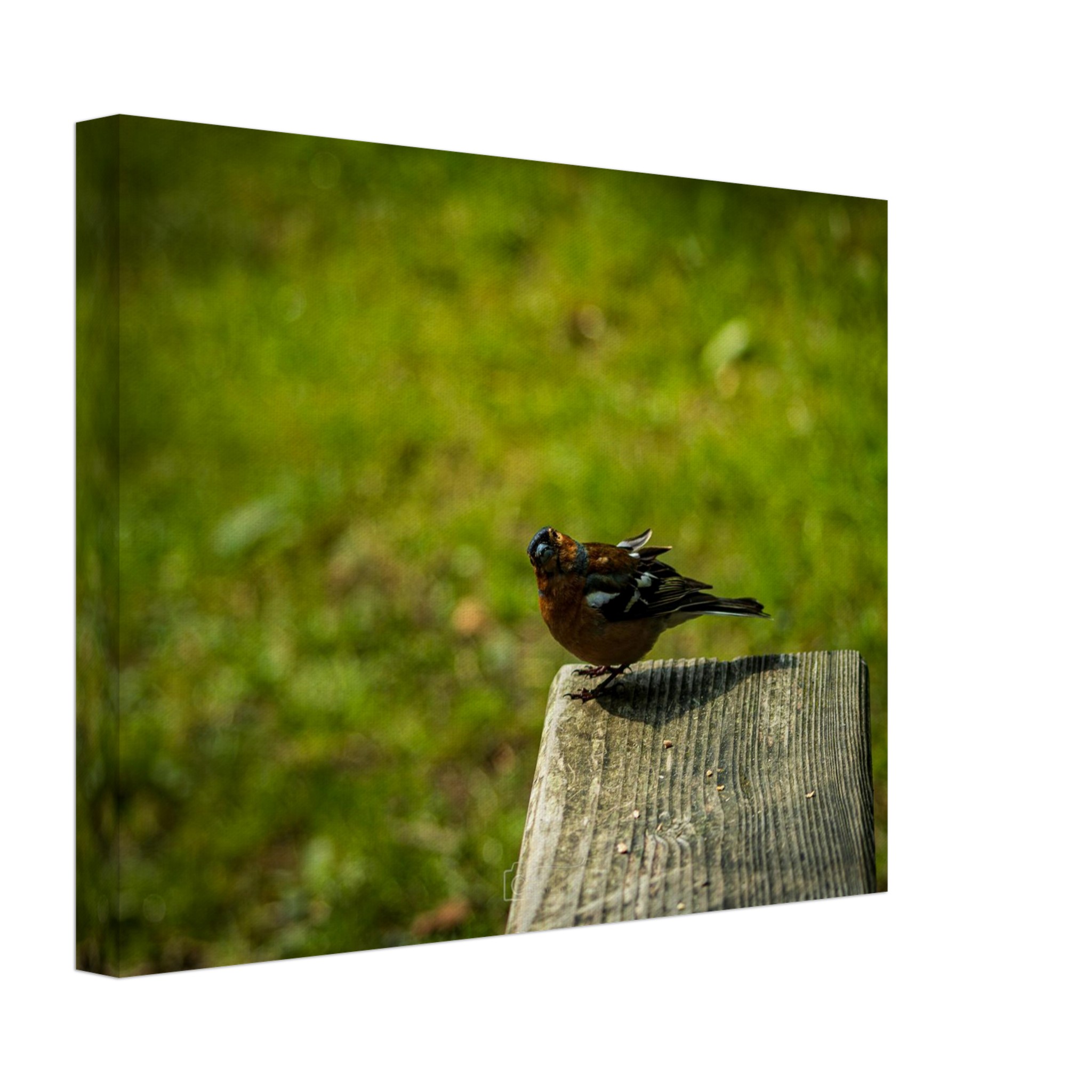 Charming Common Chaffinch