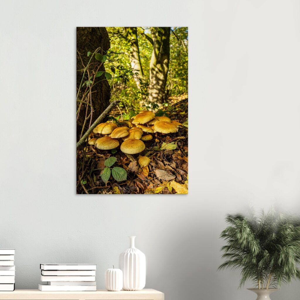 Shaggy Pholiota Mushrooms of Alkrinton Woods