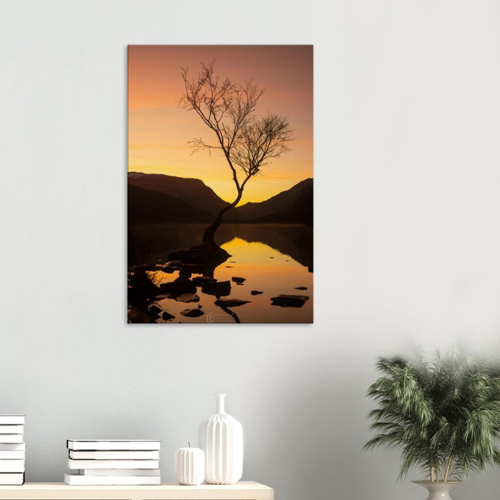 Lonely Tree, Llanberis Golden Hour Sunrise