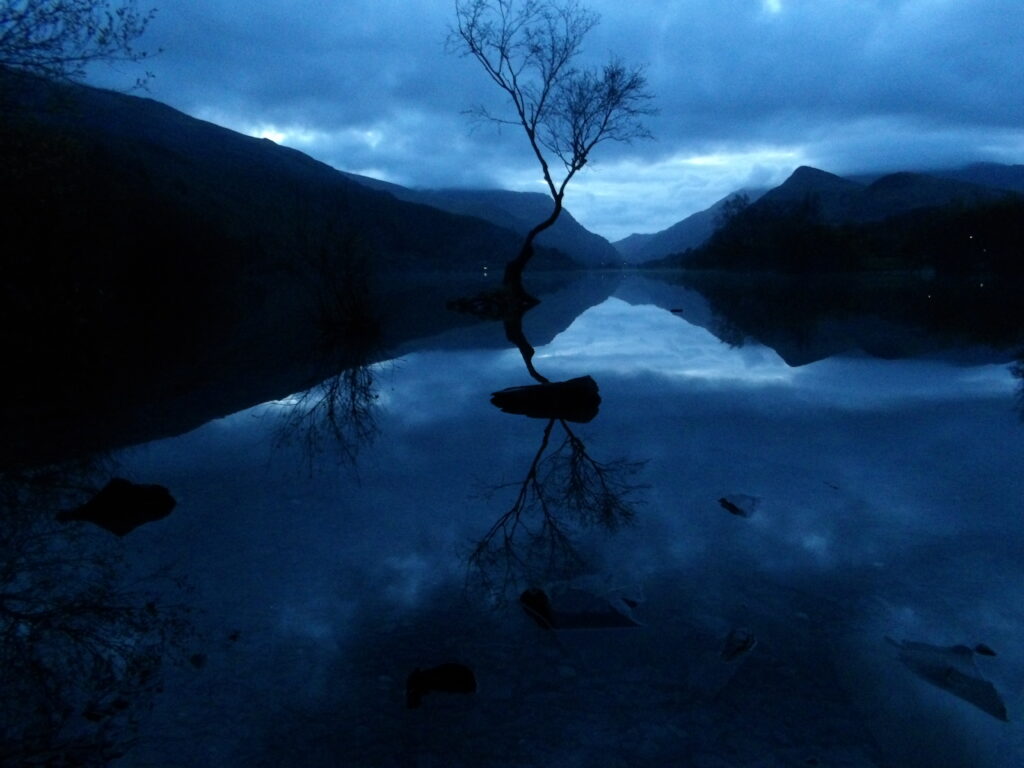 Lyn Padrarn Lonely Tree