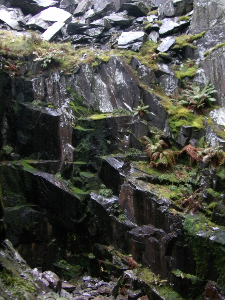 Rainforest Plants Of Secret Water Fall