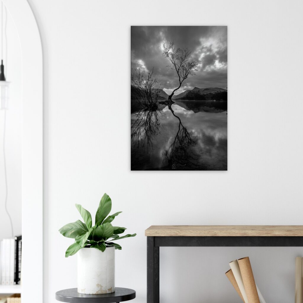 Ripples of The Lonely Tree