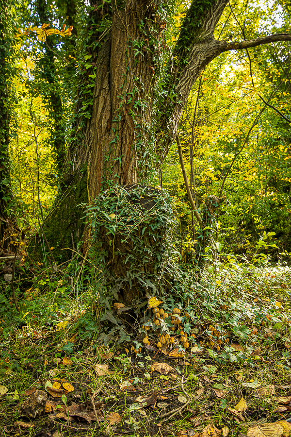 Ivy Climber & Coprinellus Micaceus Mushrooms