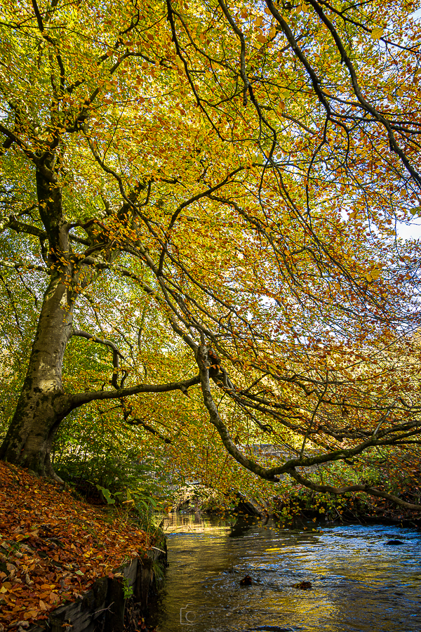 River Irk Autumnal View