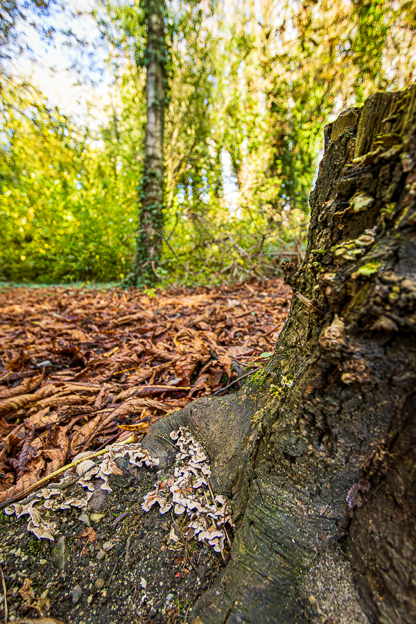 Stumps and Mushrooms of Alkington Woods