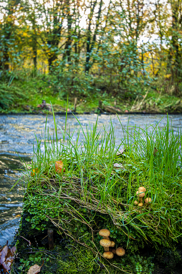 Mushrrooms Flowing at Alkrinton Woods