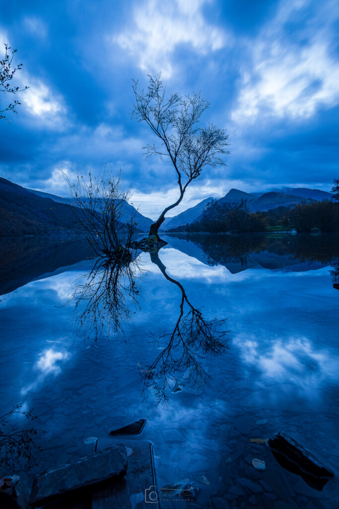 Tranquiltiy Of The Lonely Tree, The Lonely Tree, Llyn Padarn Auntumnal Blue Hour