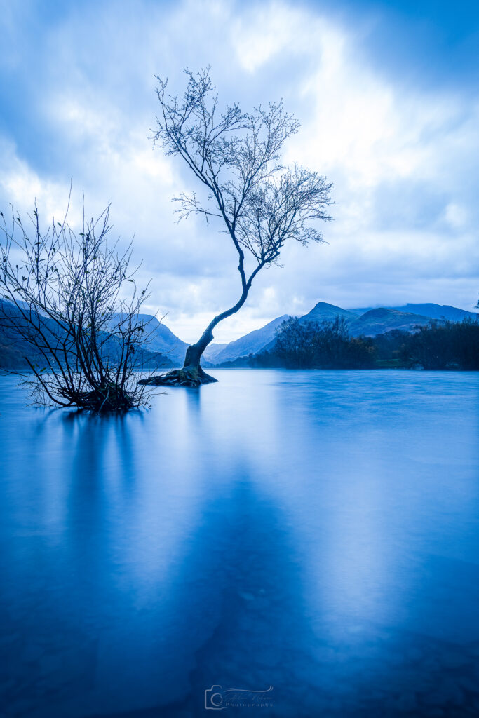 Frozen Waters of The Lonely Tree During Autumnal Blue Hour