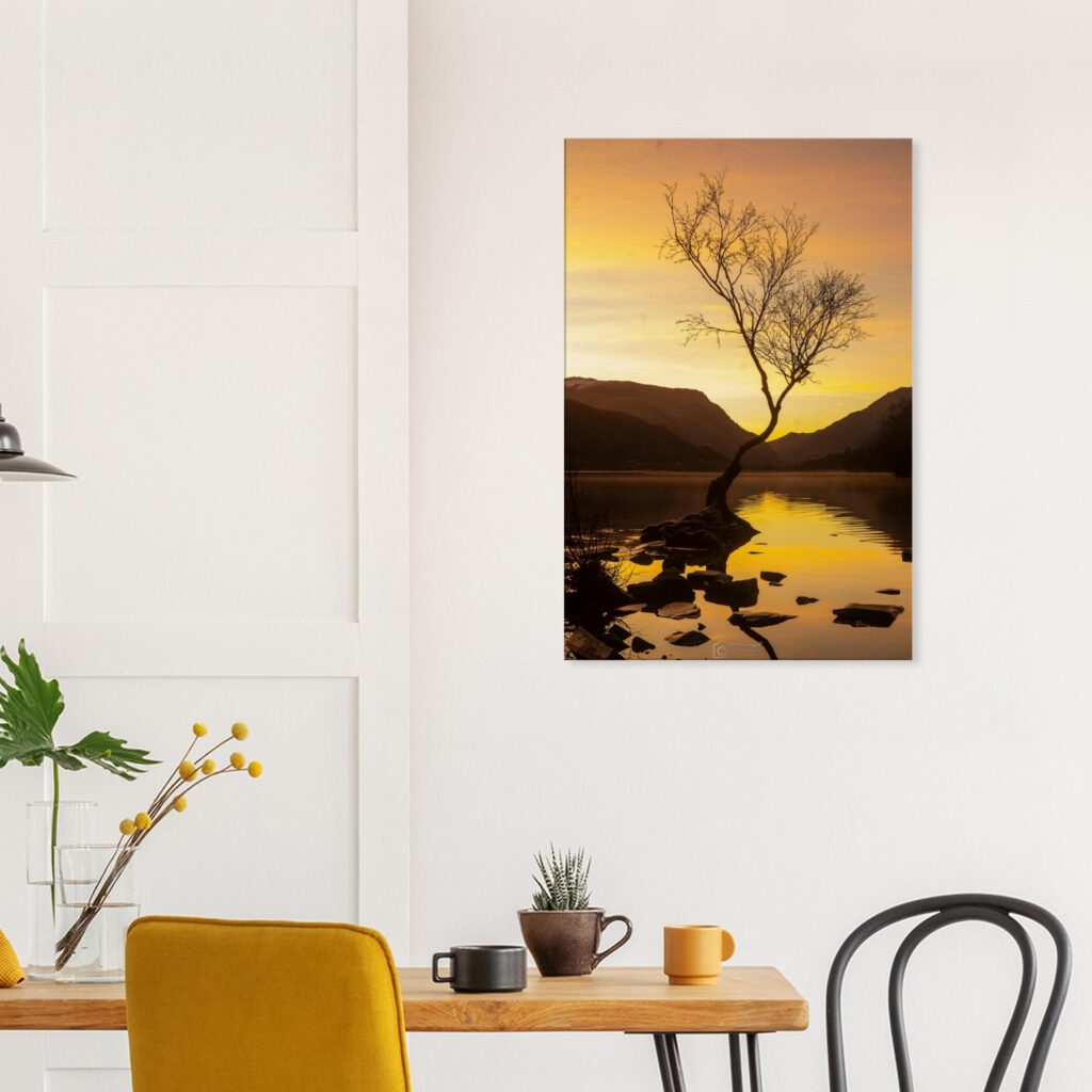 Golden Hour Sunrise Lonely Tree