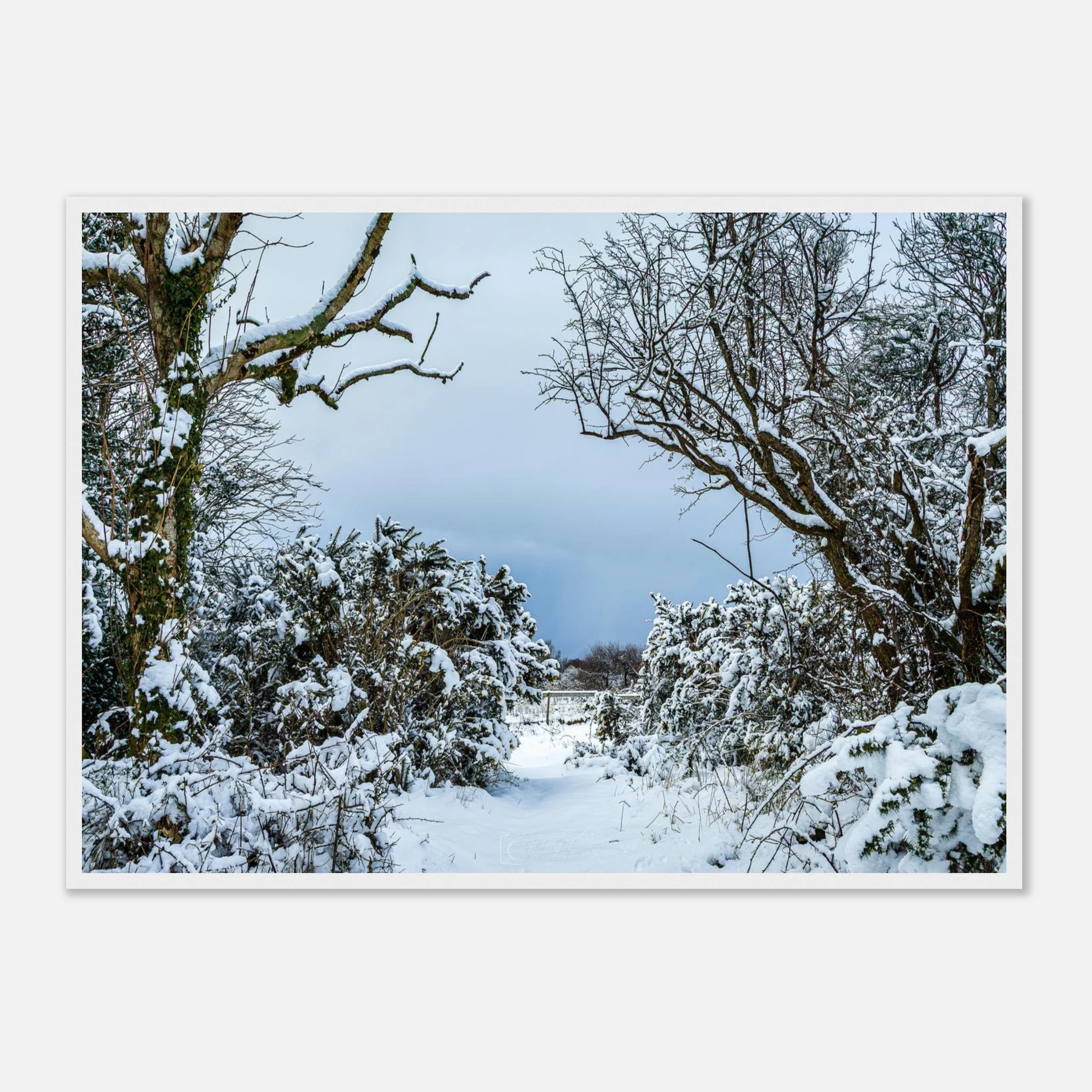 Frostbitten Wilderness - Black or White Framed Photograph