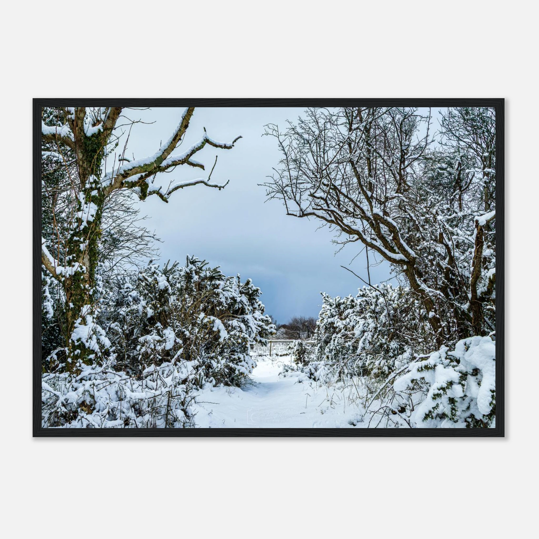 Frostbitten Wilderness - Black or White Framed Photograph