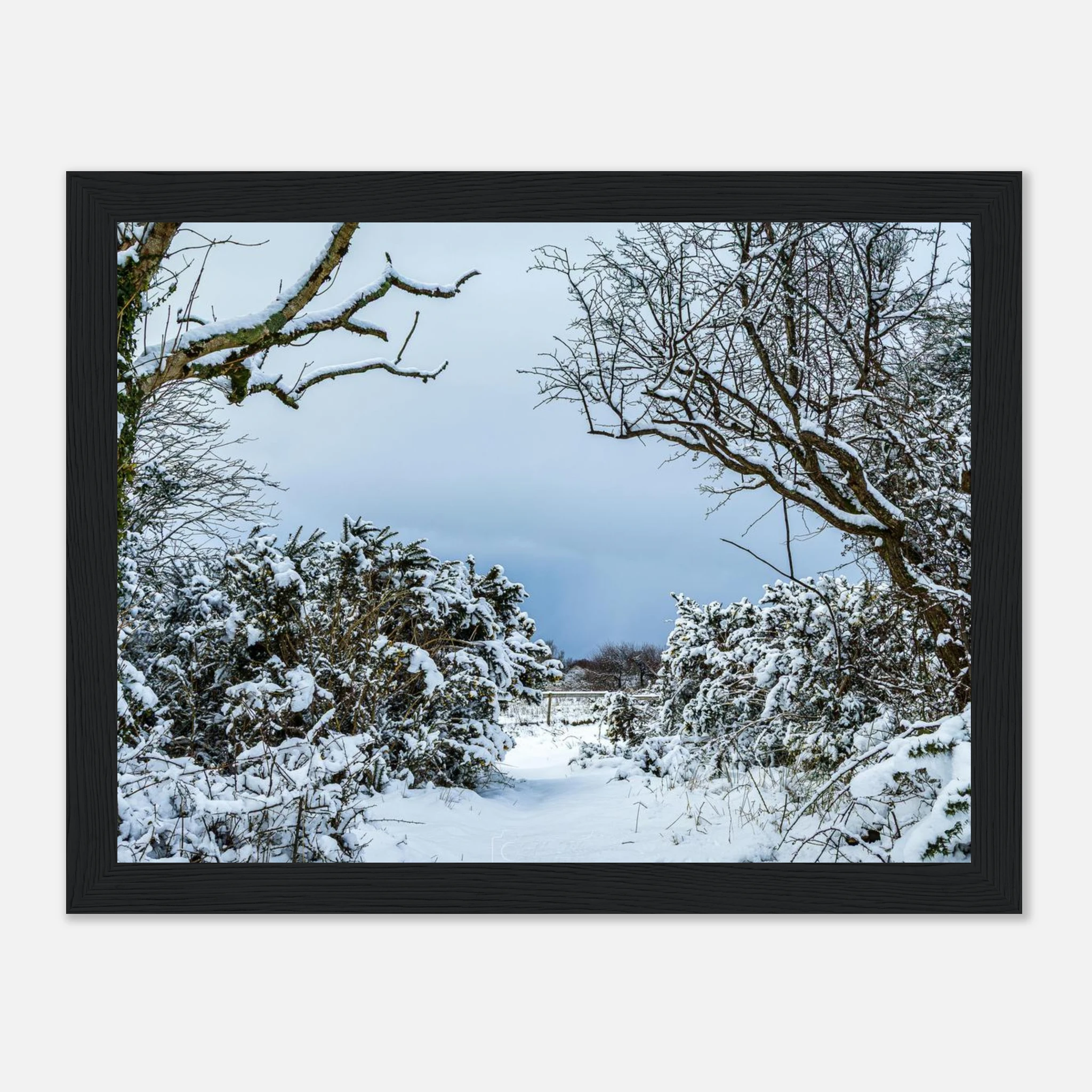 Frostbitten Wilderness - Black or White Framed Photograph
