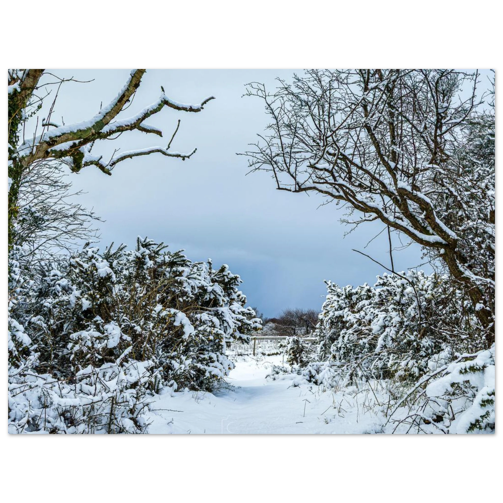 Frostbitten Wilderness - Fine Art Poster