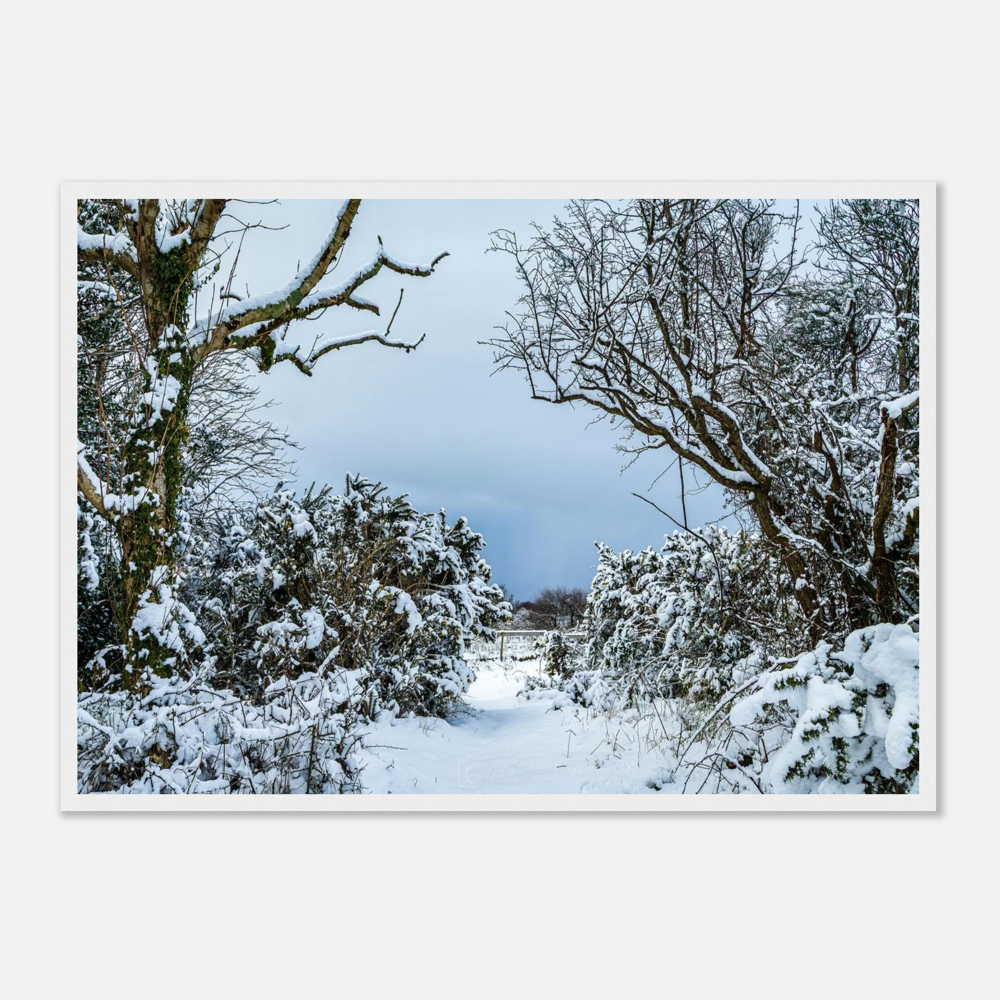 Frostbitten Wilderness - Black or White Framed Photograph