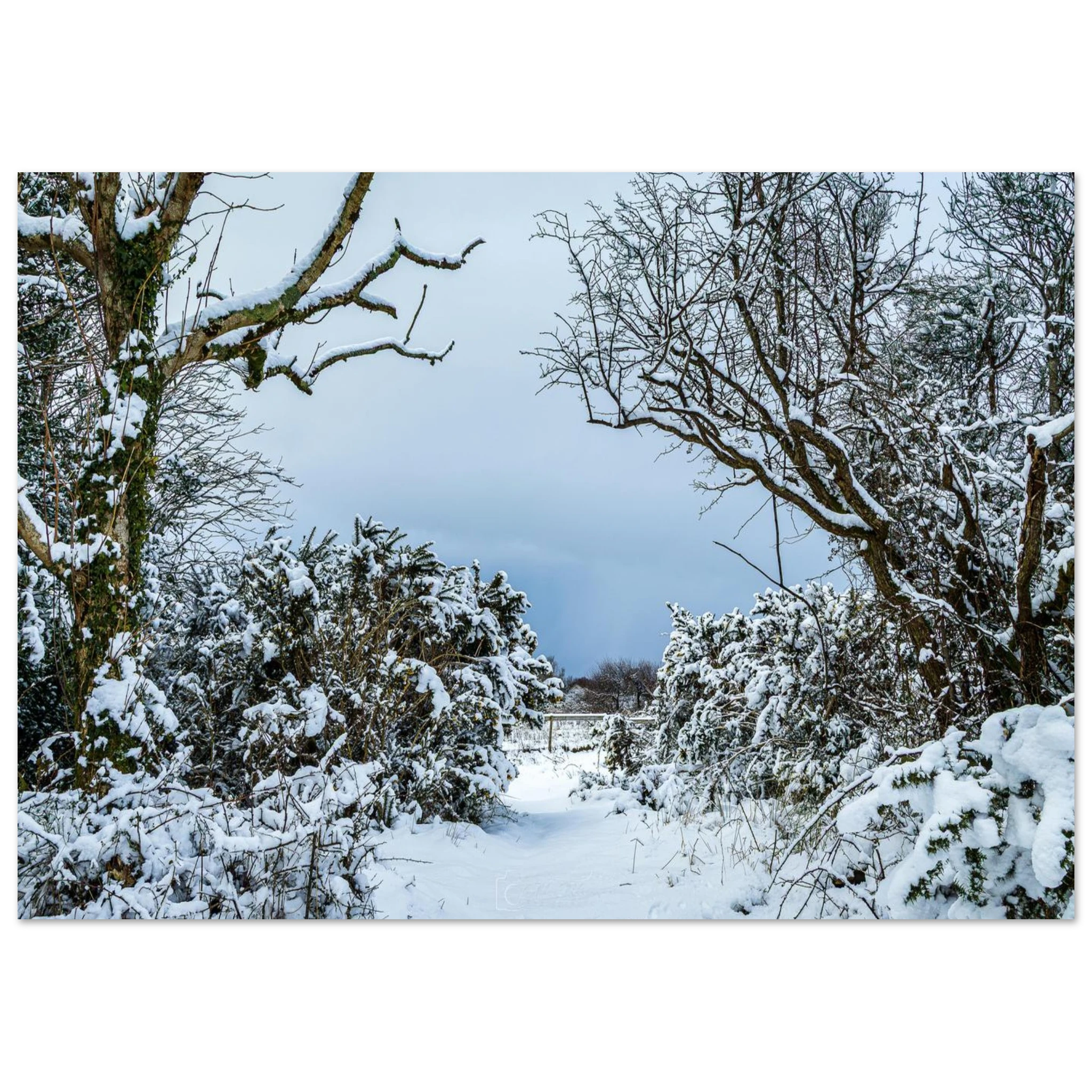 Frostbitten Wilderness - Fine Art Poster