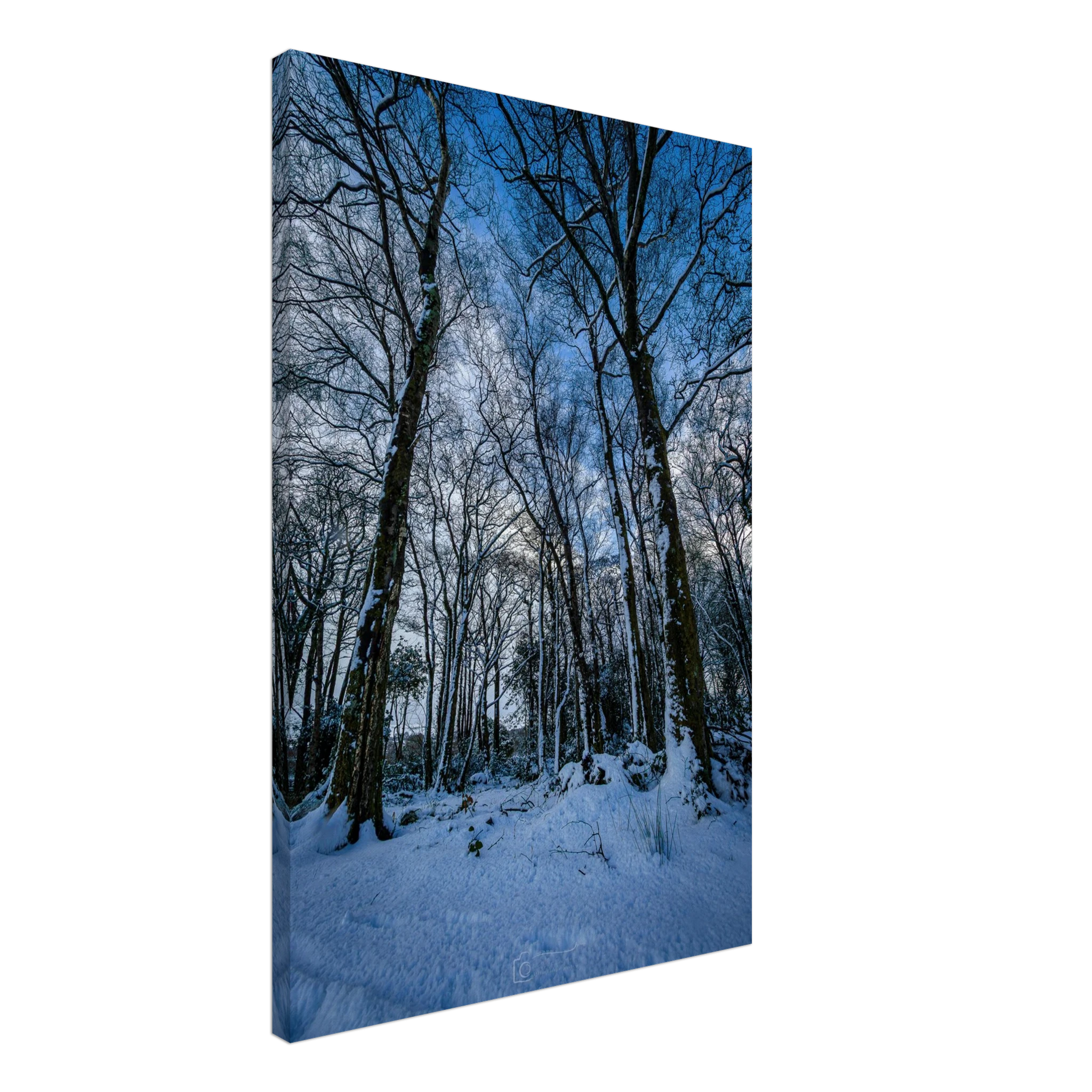 Entrance To Narnia - Canvas Wall Art Print