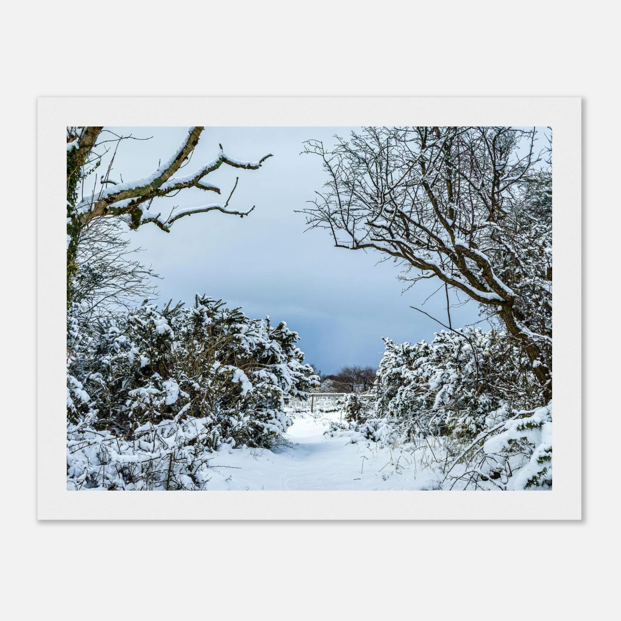 Frostbitten Wilderness - Black or White Framed Photograph