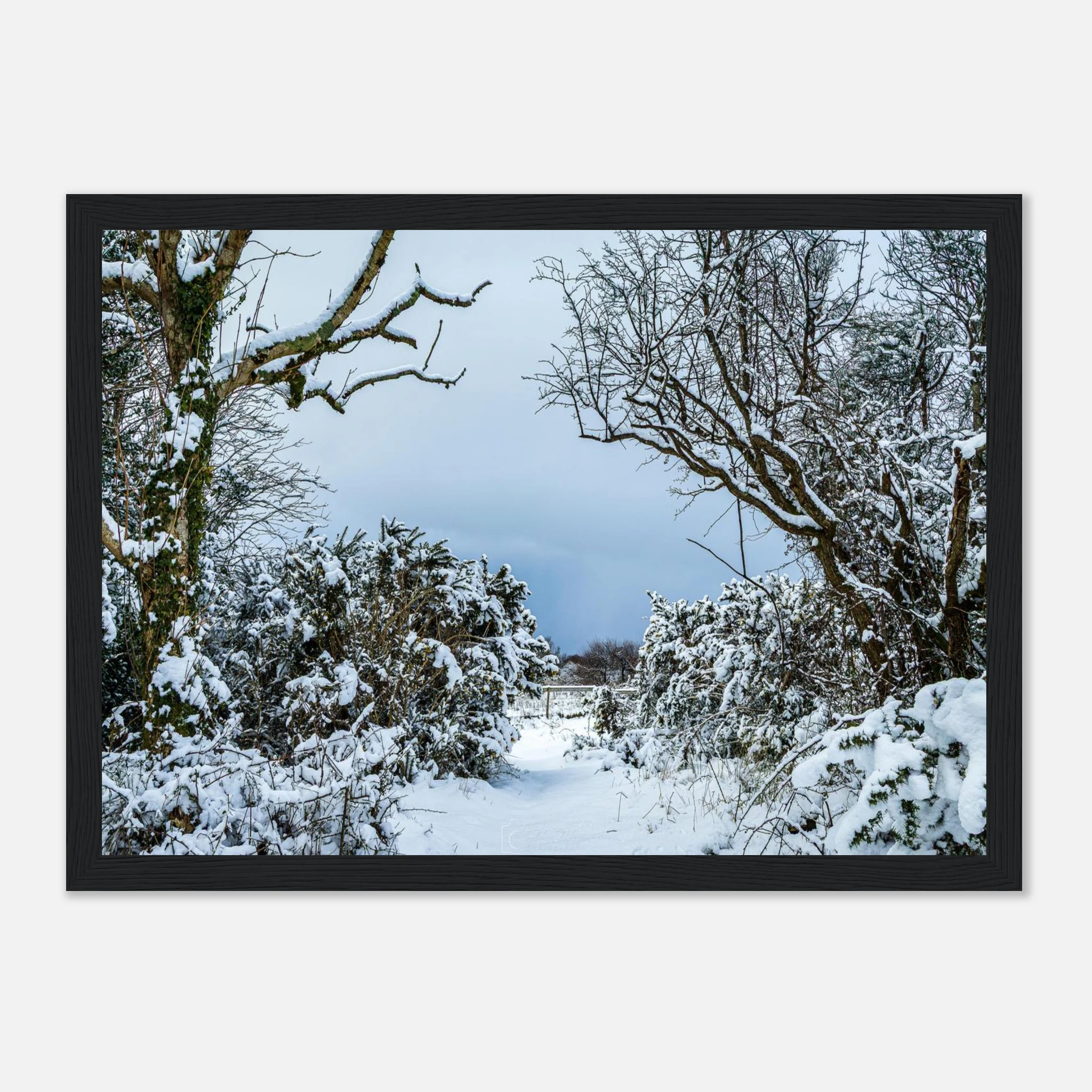Frostbitten Wilderness - Black or White Framed Photograph
