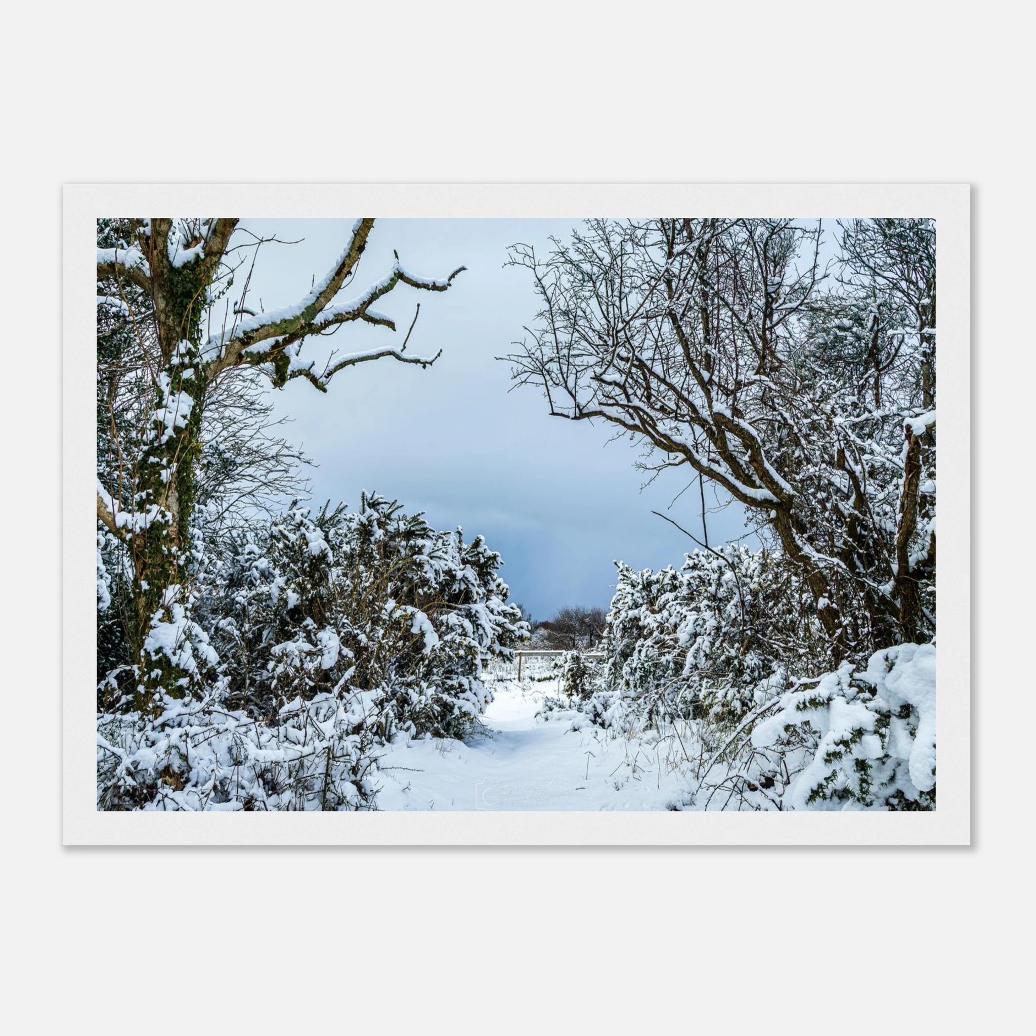 Frostbitten Wilderness - Black or White Framed Photograph